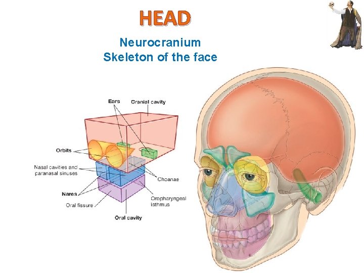 HEAD Neurocranium Skeleton of the face 