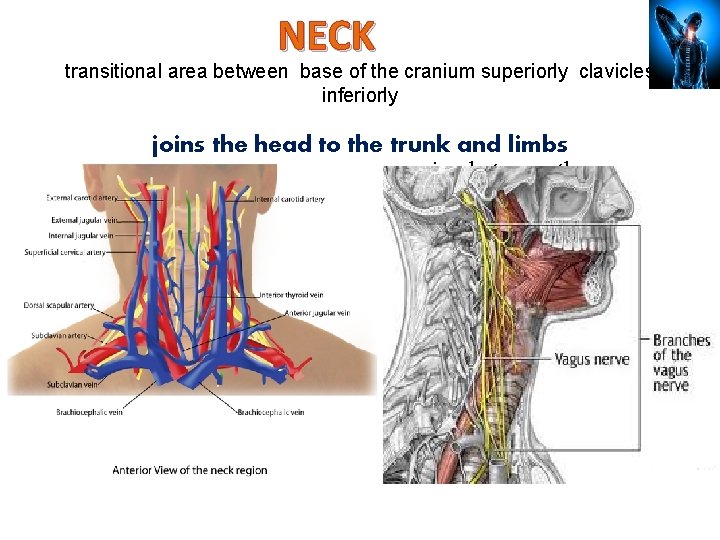 NECK transitional area between base of the cranium superiorly clavicles inferiorly joins the head