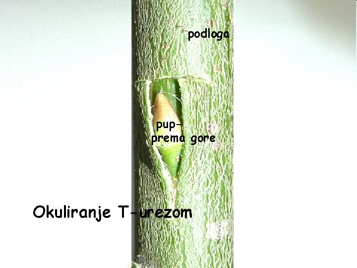 podloga pupprema gore Okuliranje T-urezom 