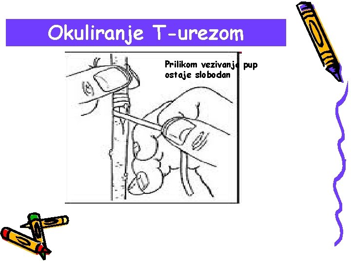 Okuliranje T-urezom Prilikom vezivanja pup ostaje slobodan 