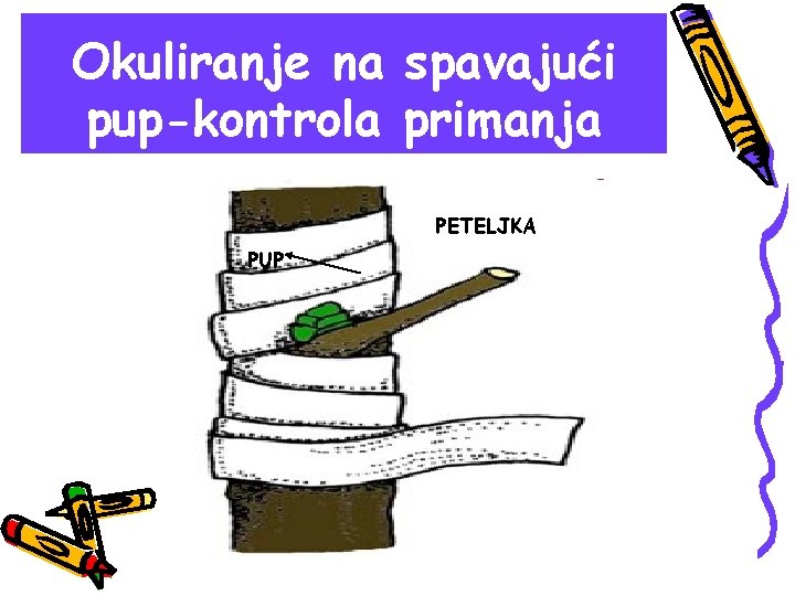 Okuliranje na spavajući pup-kontrola primanja PETELJKA PUP 