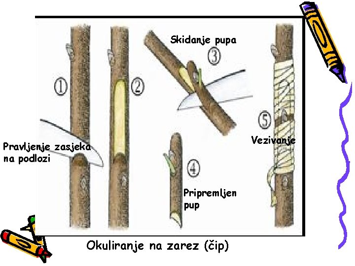 Skidanje pupa Vezivanje Pravljenje zasjeka na podlozi Pripremljen pup Okuliranje na zarez (čip) 