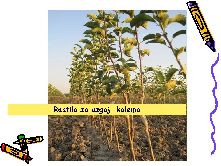 Rastilo za uzgoj kalema 