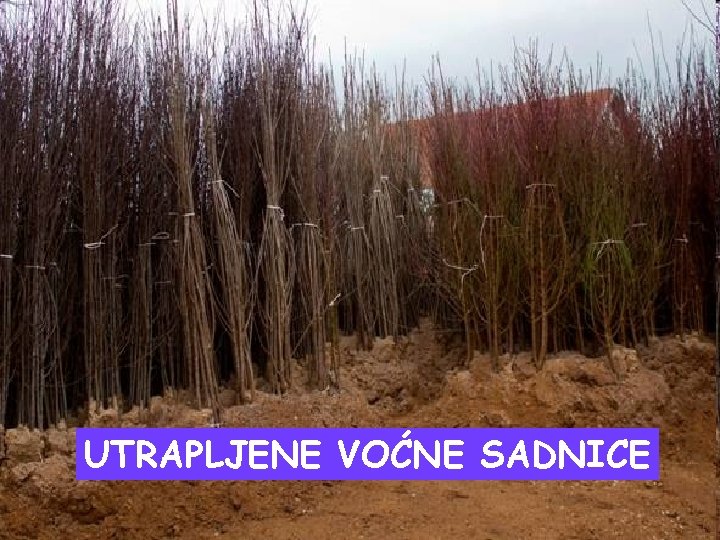 UTRAPLJENE VOĆNE SADNICE 