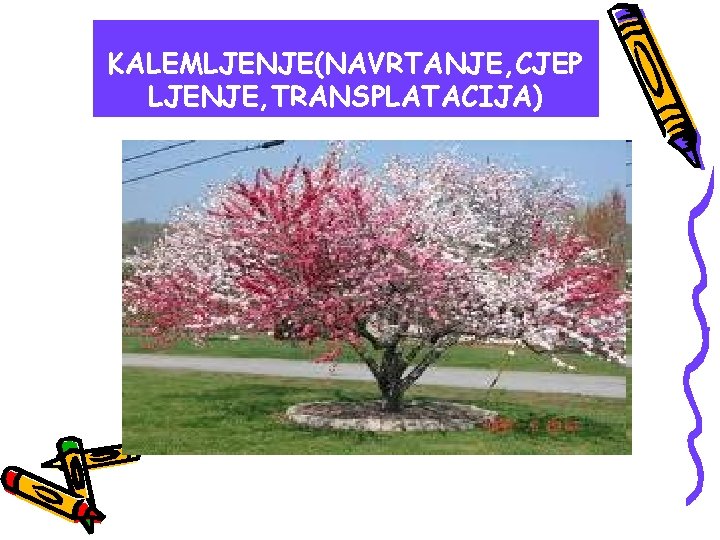 KALEMLJENJE(NAVRTANJE, CJEP LJENJE, TRANSPLATACIJA) 