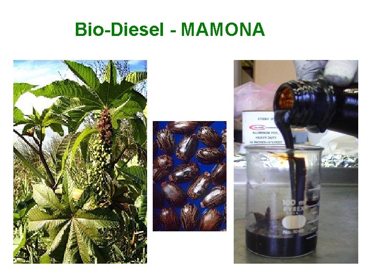 Bio-Diesel - MAMONA 