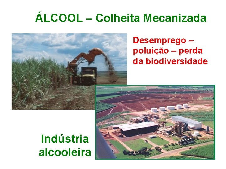 ÁLCOOL – Colheita Mecanizada Desemprego – poluição – perda da biodiversidade Indústria alcooleira 