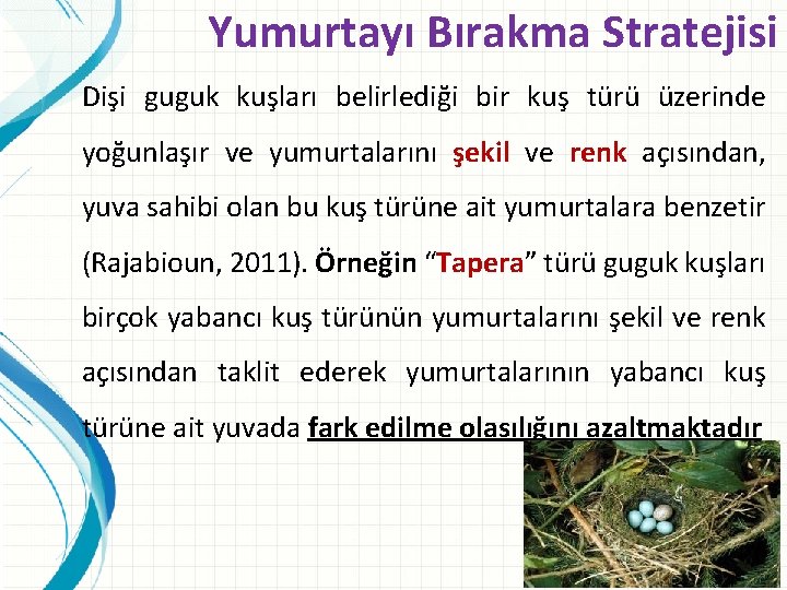 Yumurtayı Bırakma Stratejisi Dişi guguk kuşları belirlediği bir kuş türü üzerinde yoğunlaşır ve yumurtalarını