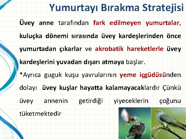 Yumurtayı Bırakma Stratejisi Üvey anne tarafından fark edilmeyen yumurtalar, kuluçka dönemi sırasında üvey kardeşlerinden