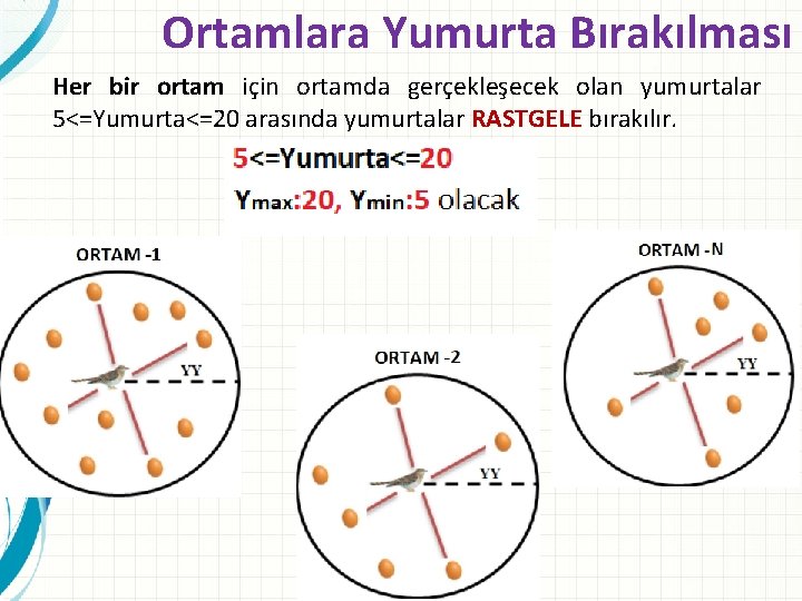 Ortamlara Yumurta Bırakılması Her bir ortam için ortamda gerçekleşecek olan yumurtalar 5<=Yumurta<=20 arasında yumurtalar