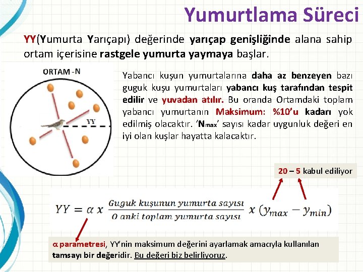 Yumurtlama Süreci YY(Yumurta Yarıçapı) değerinde yarıçap genişliğinde alana sahip ortam içerisine rastgele yumurta yaymaya