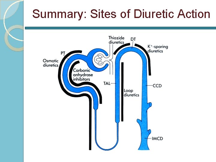 Summary: Sites of Diuretic Action 