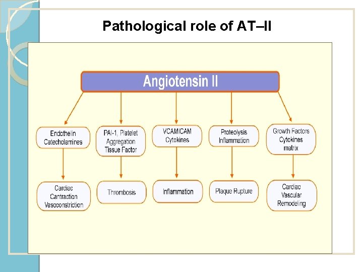 Pathological role of AT–II 