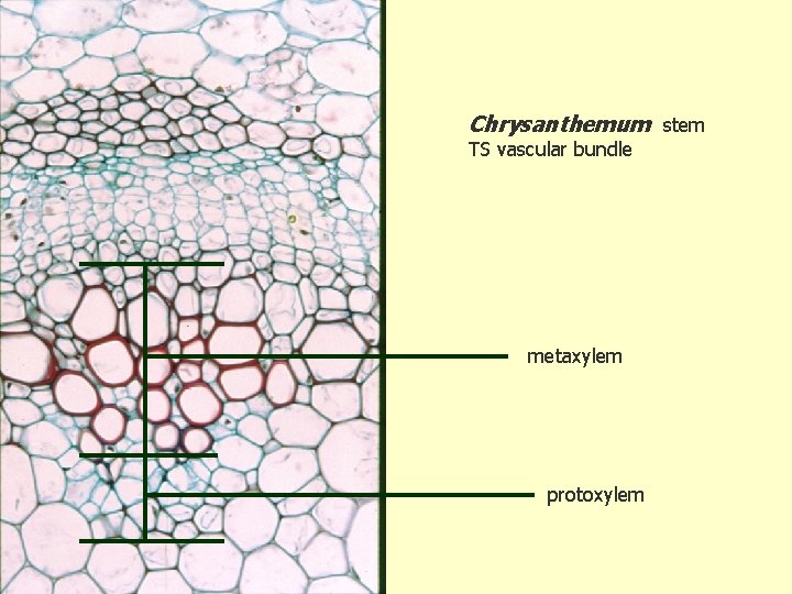 Protoxylem Root The origin of the secondary plant body and