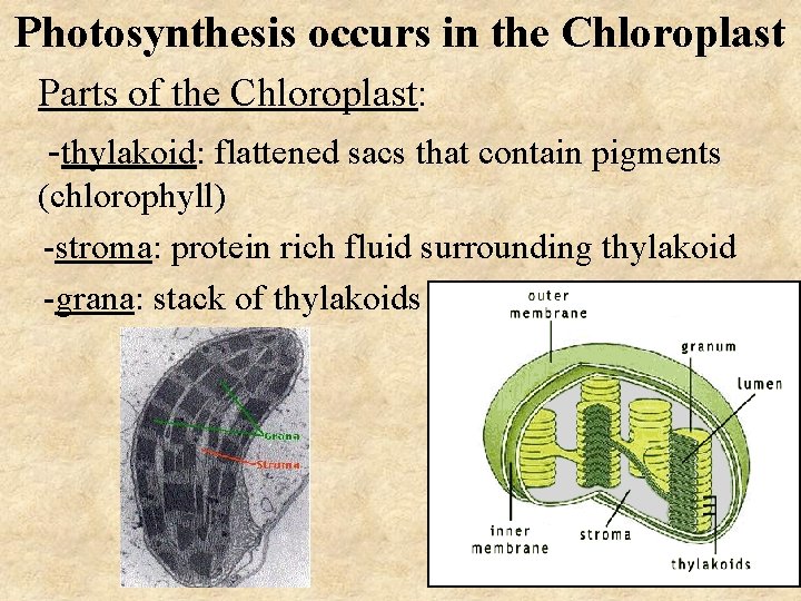 Photosynthesis occurs in the Chloroplast Parts of the Chloroplast: -thylakoid: flattened sacs that contain