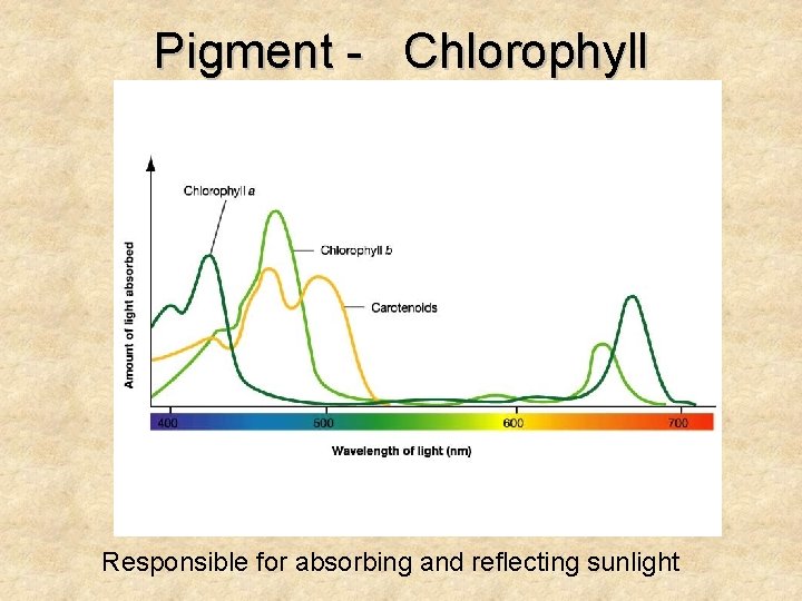 Pigment - Chlorophyll Responsible for absorbing and reflecting sunlight 