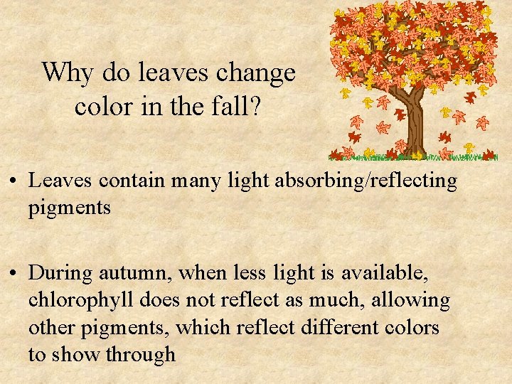 Why do leaves change color in the fall? • Leaves contain many light absorbing/reflecting
