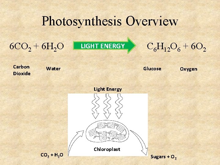 Photosynthesis Overview 6 CO 2 + 6 H 2 O Carbon Dioxide LIGHT ENERGY