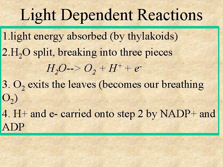 Light Dependent Reactions 1. light energy absorbed (by thylakoids) 2. H 2 O split,