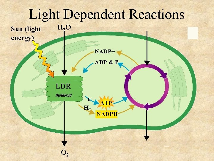 Light Dependent Reactions Sun (light energy) H 2 O NADP+ ADP & P LDR