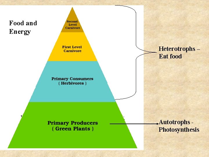 Food and Energy Heterotrophs – Eat food Autotrophs Photosynthesis 