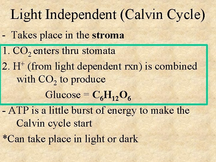 Light Independent (Calvin Cycle) - Takes place in the stroma 1. CO 2 enters
