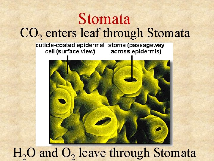 Stomata CO 2 enters leaf through Stomata H 2 O and O 2 leave