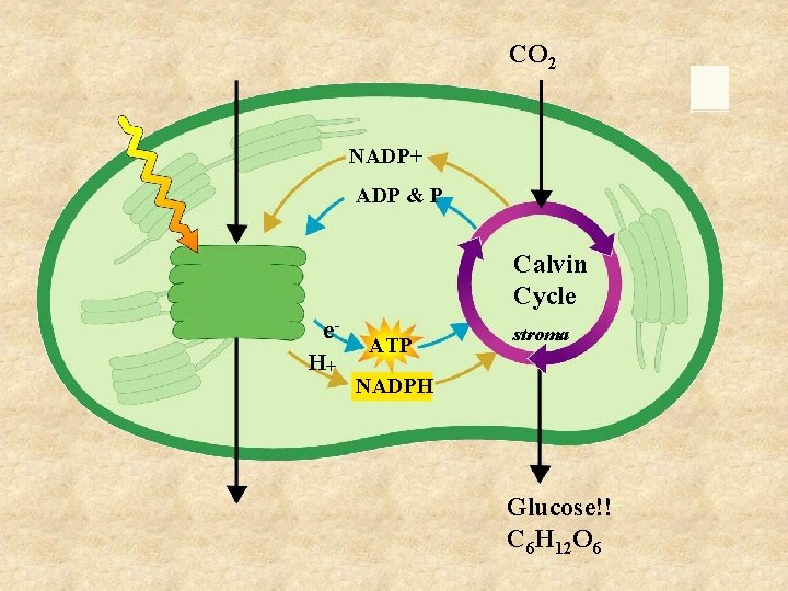 CO 2 NADP+ ADP & P Calvin Cycle e. H+ ATP stroma NADPH Glucose!!