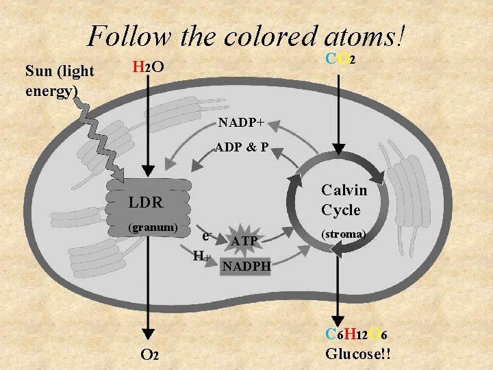 Follow the colored atoms! Sun (light energy) CO 2 H 2 O NADP+ ADP