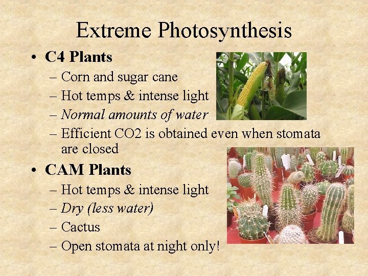 Extreme Photosynthesis • C 4 Plants – Corn and sugar cane – Hot temps
