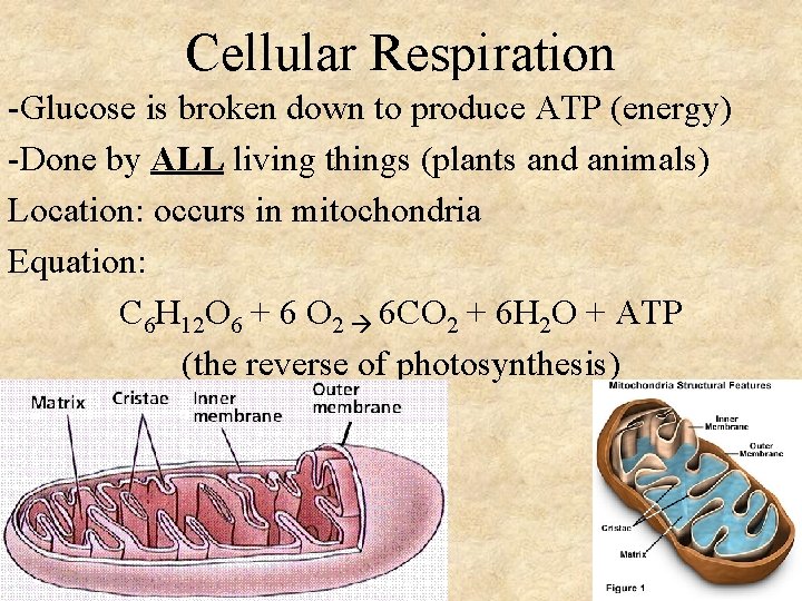 Cellular Respiration -Glucose is broken down to produce ATP (energy) -Done by ALL living