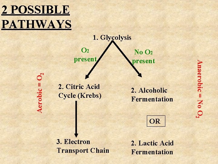 2 POSSIBLE PATHWAYS 1. Glycolysis Aerobic = O 2 2. Citric Acid Cycle (Krebs)