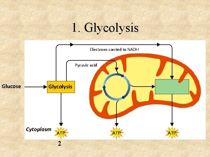 1. Glycolysis Electrons carried in NADH Pyruvic acid Glucose Glycolysis Cytoplasm 2 