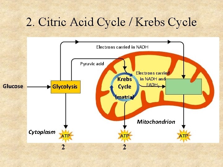 2. Citric Acid Cycle / Krebs Cycle Electrons carried in NADH Pyruvic acid Glucose