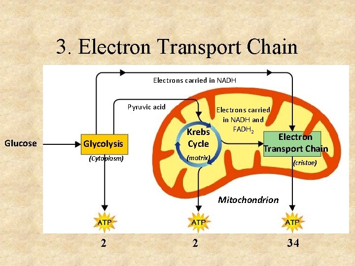3. Electron Transport Chain Electrons carried in NADH Pyruvic acid Glucose Glycolysis Krebs Cycle