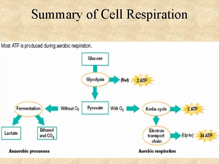 Summary of Cell Respiration 