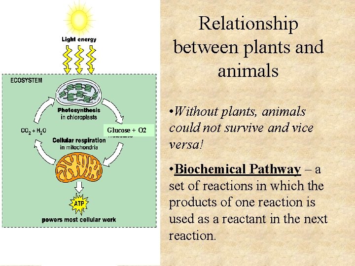 Relationship between plants and animals Glucose + O 2 • Without plants, animals could