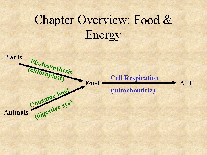 Chapter Overview: Food & Energy Plants Phot o (chlo synthesis ropla st) d o