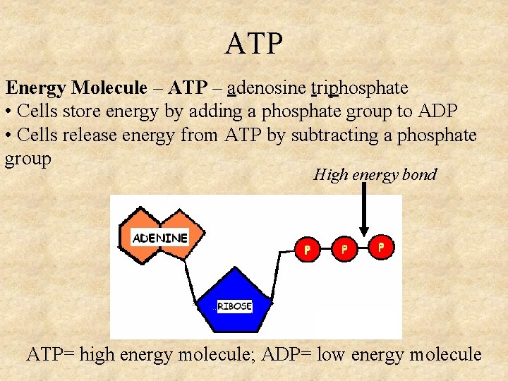 ATP Energy Molecule – ATP – adenosine triphosphate • Cells store energy by adding
