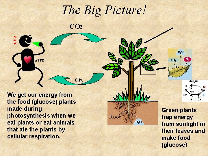 The Big Picture! CO 2 ATP!! O 2 We get our energy from the