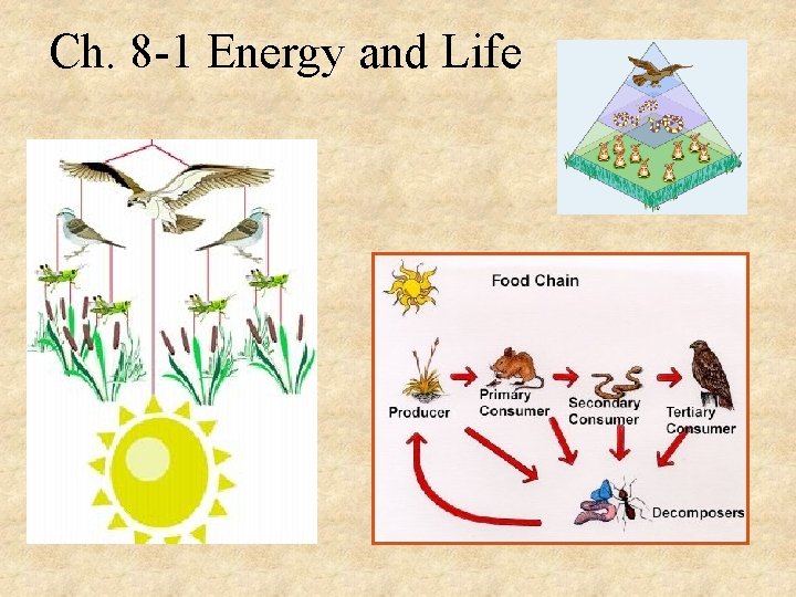Ch. 8 -1 Energy and Life 