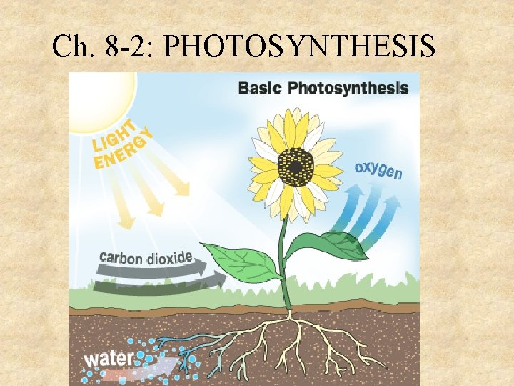 Ch. 8 -2: PHOTOSYNTHESIS 