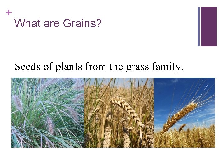 + What are Grains? Seeds of plants from the grass family. 