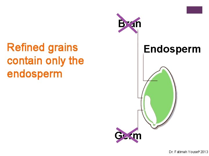 Bran Refined grains contain only the endosperm Endosperm Germ Dr. Fatimah Yousef 12013 