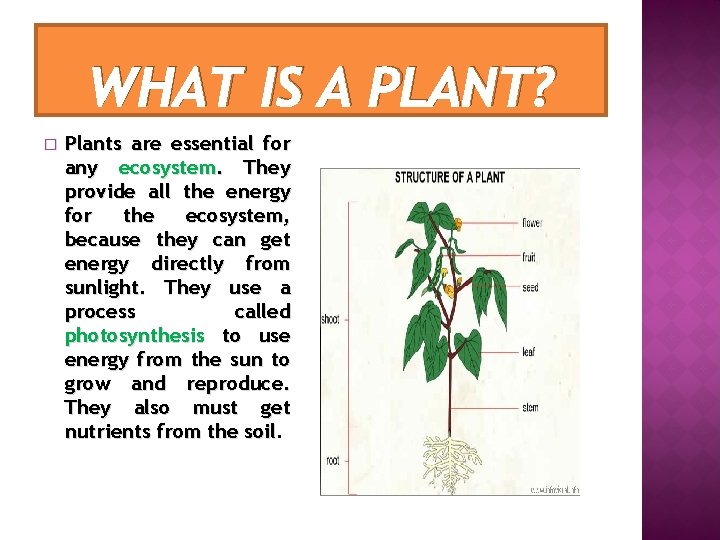 PLANTS INTERACTING WITH THEIR ENVIROMENT BY MANUELA LPEZ