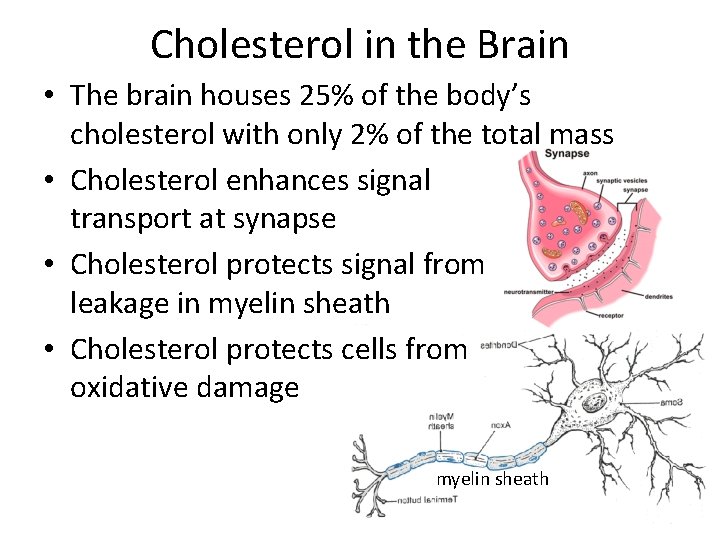Cholesterol in the Brain • The brain houses 25% of the body’s cholesterol with