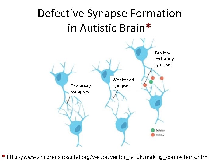 Defective Synapse Formation in Autistic Brain* Too few excitatory synapses Too many synapses Weakened