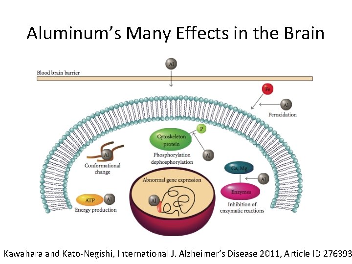Aluminum’s Many Effects in the Brain Kawahara and Kato-Negishi, International J. Alzheimer’s Disease 2011,