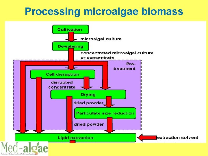 Processing microalgae biomass 