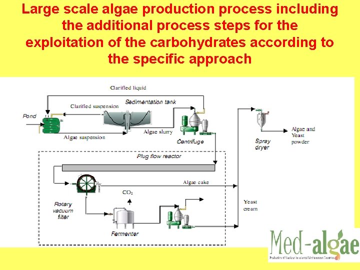 Large scale algae production process including the additional process steps for the exploitation of